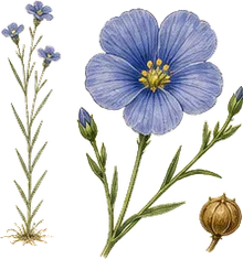 Blue Flax
