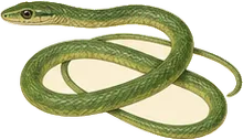 Smooth Green Snake