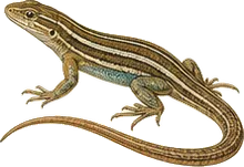 Striped Crayfish Snake