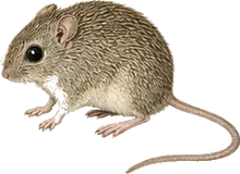 Panama Spiny Pocket Mouse