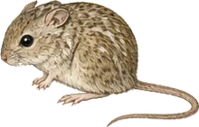 Mexican Spiny Pocket Mouse
