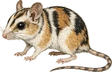Painted Spiny Pocket Mouse