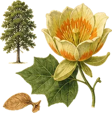 Tulip Tree