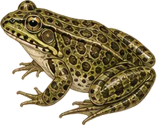 Crawfish Frog