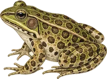 Plains Leopard Frog