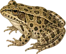 Gopher Frog