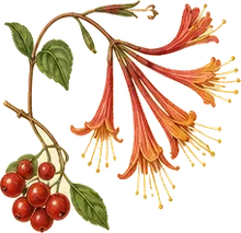 Coral Honeysuckle