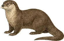 North American River Otter