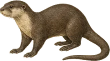 Neotropical River Otter