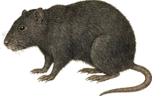 Ethiopian Harsh-furred Rat