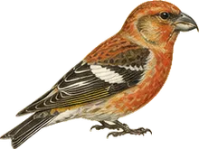 White-winged Crossbill