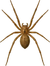 Brown Recluse