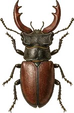 Reddish-brown Stag Beetle