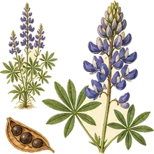 Wild Blue Lupine