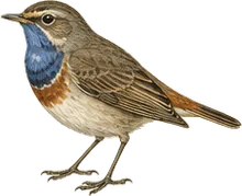 Bluethroat