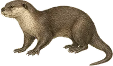 Southern River Otter
