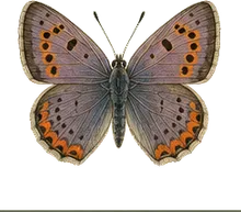 Purplish Copper