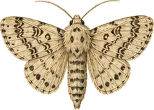 Spongy Moth