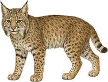 Mexican Bobcat