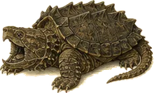 Alligator Snapping Turtle