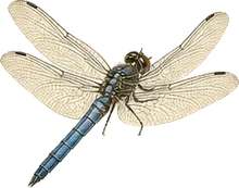 Banded Pennant