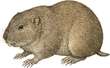 Panama Pocket Gopher