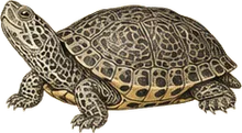 Diamondback Terrapin