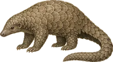 Chinese Pangolin