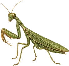 European Mantis