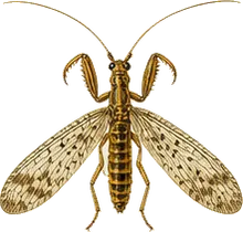 Mantidfly