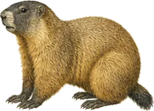 Yellow-bellied Marmot