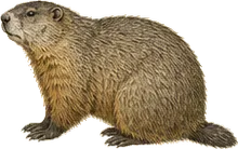 Groundhog