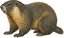 Olympic Marmot