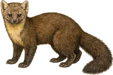 American Marten