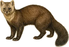 Sable