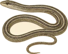 Eastern Coachwhip