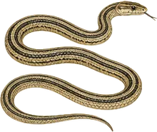 California Whipsnake