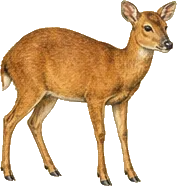 Red Brocket Deer