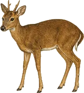 Central American Brocket