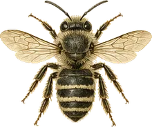 Bellflower Bee