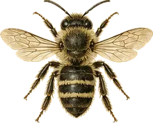 Alfalfa Leafcutting Bee