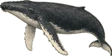 Humpback Whale