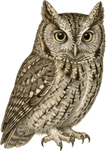 Eastern Screech-Owl