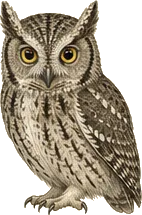 Western Screech-Owl