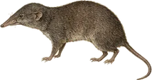 Giant Mexican Shrew