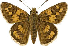 Yucca Giant-Skipper