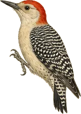 Red-bellied Woodpecker