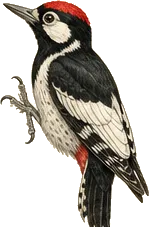 Acorn Woodpecker
