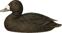White-winged Scoter