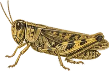 Differential Grasshopper